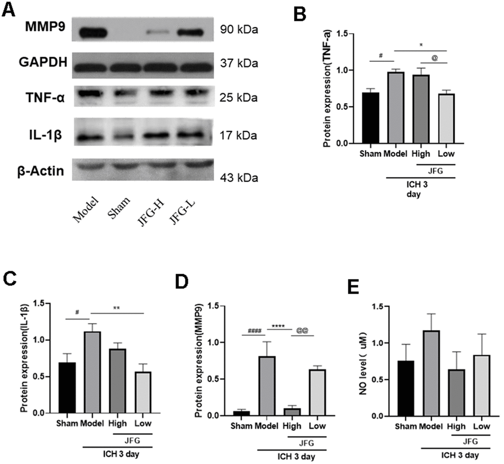 Verification of the protein expression in the tissues from differentially treated rats. (A) Representative blots showing the expression of TNF-α, IL-1β, and MMP9 in the tissues from indicated groups of rats. (B–D) The bar graphs represent the summarized results of the protein expression of TNF-α (B), IL-1β (C), MMP9 (D), and the NO content in serum (E). Values are presented a means ± S.D. ***P ###P ##P #P @@P @P 