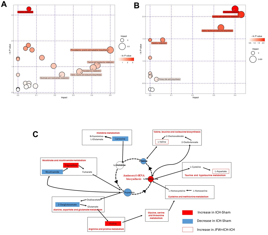 Comprehensive analysis of metabolic pathways. Each bubble in the bubble map represents a metabolic pathway. (A, B) The comparisons between ICH and Sham groups (A) or ICH + JFG and ICH groups (B) are showed. (C) Represents the metabolic pathways found by metabolomics analysis.