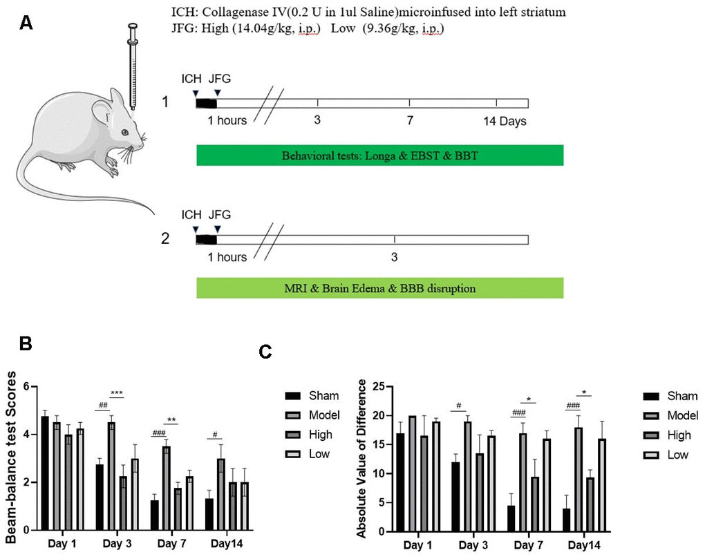 JFG attenuated neurological deficits. At 1, 3, 7, and 14 days post ICH induction, JFG treatment resulted in significant reduction of neurological deficits. (A) Schematic model of the mechanism of JFG functions on ICH. (B) Representative bar chart illustrating outcomes of the BBT analysis. (C) Representative bar graph showing the results of EBST assay. Values are presented as means ± S.D. ***P ###P ##P #P 
