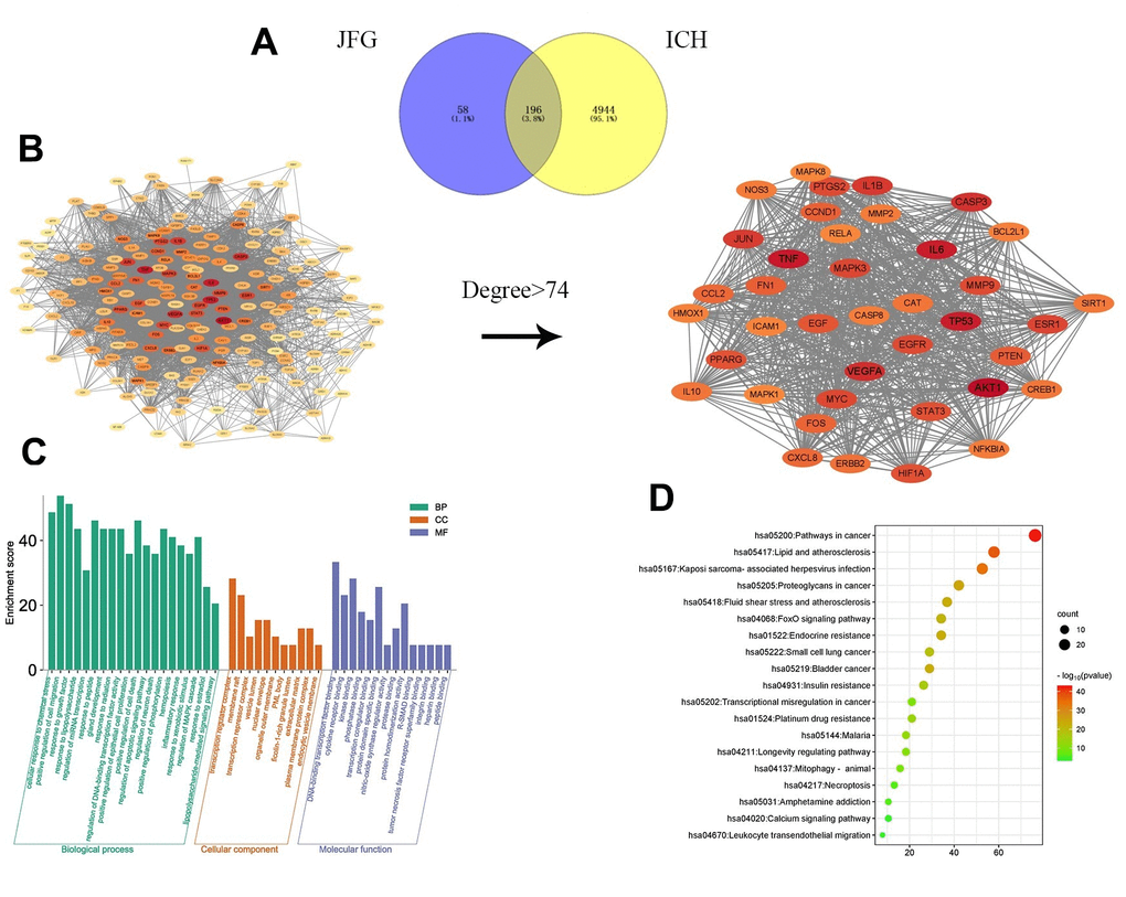 Network pharmacology prediction of JFG treatment for stroke. (A) The intersection of JFG targets and disease targets. (B) PPI analysis of JFG and stroke intersection targets. (C) GO enrichment analysis. (D) KEGG enrichment analysis.