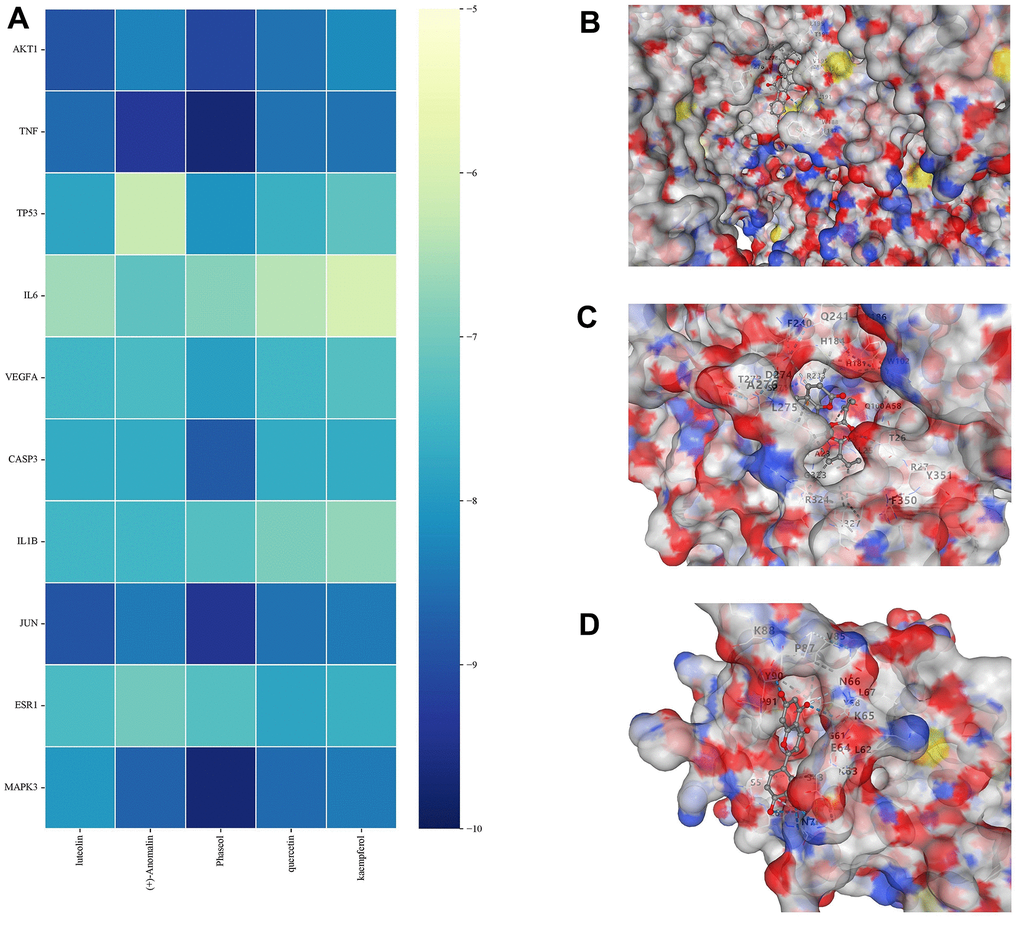 Molecular docking results. (A) Binding energy values in molecular docking. (B) AKT1 docked with Phaseol. (C) TNF-α docked with (+)-Anomalin. (D) IL-1B docked with luteolin.