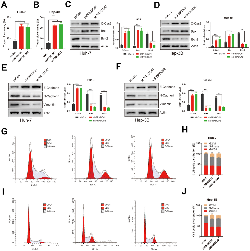 PRKDC knockdown induced cell death, EMT, and halted the cell cycle in LIHC. (A, B) Relative cell death percentages in Huh-7 or Hep-3B cells using trypan blue staining. (C, D) Protein level of apoptosis related markers in Huh-7 or Hep-3B cells. (E, F) Protein level of EMT related markers in Huh-7 or Hep-3B cells. (G–J) Cell cycle analysis between PRKDC knockdown and negative control groups in Huh-7 or Hep-3B cells using flow cytometry.