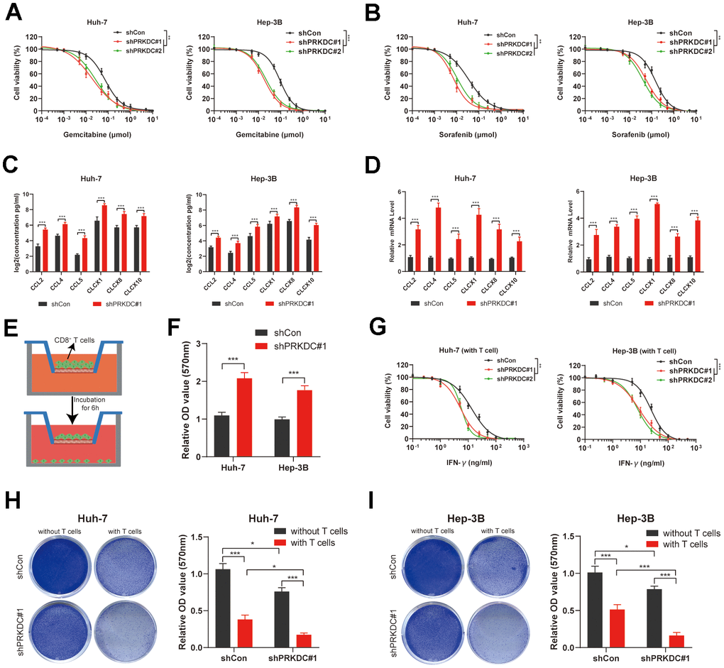 PRKDC knockdown sensitizes Huh-7 and Hep-3B to chemotherapeutic and immunotherapeutic agents. (A) Dose response curves of Gemcitabine. (B) Dose response curves of Sorafenib. (C, D) Chemokines including CCL2, CCL4, CCL5, CLCX1, CLCX8 and CLCX10 are detected using ELISA and qPCR. (E, F) Schematic representation of the CD8+ T cell migration experiment, along with the comparative migration of CD8+ T cells between the PRKDC knockdown and the control groups. (G) Dose response curves of IFN-γ in Huh-7 and Hep-3B co-cultured with CD8+ T cells. (H, I) Comparison of T cell-induced tumor cell death between PRKDC-silenced and control groups in Huh-7 or Hep-3B cells. (*P 