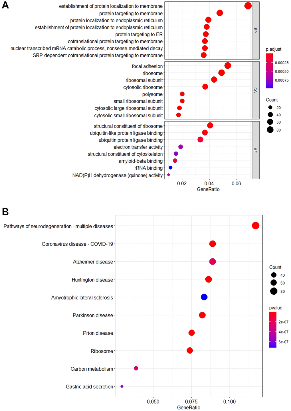 The schematic diagram of enrichment analysis KEGG and GO. (A) The bubble diagram shows the top 10 pathways that are enriched for important genes. The results show that most of the S5 genes are enriched in the “Pathways of neurodegeneration-multiple diseases” pathway. In addition, these genes are mainly involved in “Alzheimer Disease”, “Huntington Disease” and other neurodegenerative pathways. (B) The bubble diagram shows the top 8 GO terms that are enriched for important genes. The vertical axis corresponds to the Biological Process (BP), Cell Component (CC), and Molecular Function (MF). The results indicate that most of the S5 genes are involved in “establishment of protein localization to membrane” and “protein targeting in membrane” biological processes.
