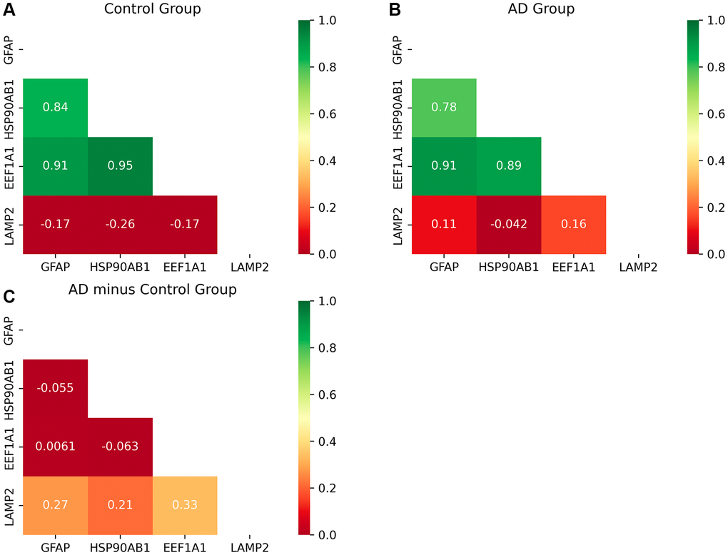 Heat map of correlation matrices of the proteins of CMA. (A, B) The correlation coefficient matrix among the proteins of CMA. (C) The difference matrix. Figure 4C shows that the degree of correlation between LAMP2 and the other three genes become stronger significantly as AD progresses. And the other three genes keep strong correlations among them. The inhibitory protein HSP90 unfolds substrates ready to be delivered to the LAMP2A complex for degradation, so the correlation between them becomes stronger. After unfolding, LAMP2A works with GFAP to deliver substrates to lysosome together, so the correlation becomes stronger. After finishing the delivery, the protein encoded by EEF1A1 dissociates GFAP to restore the LAMP2A complex in CMA, so the correlation becomes stronger. Thus, CMA becomes active with AD progression. The more detailed explanation of the molecular mechanism is described in Conclusion and Figure 6.