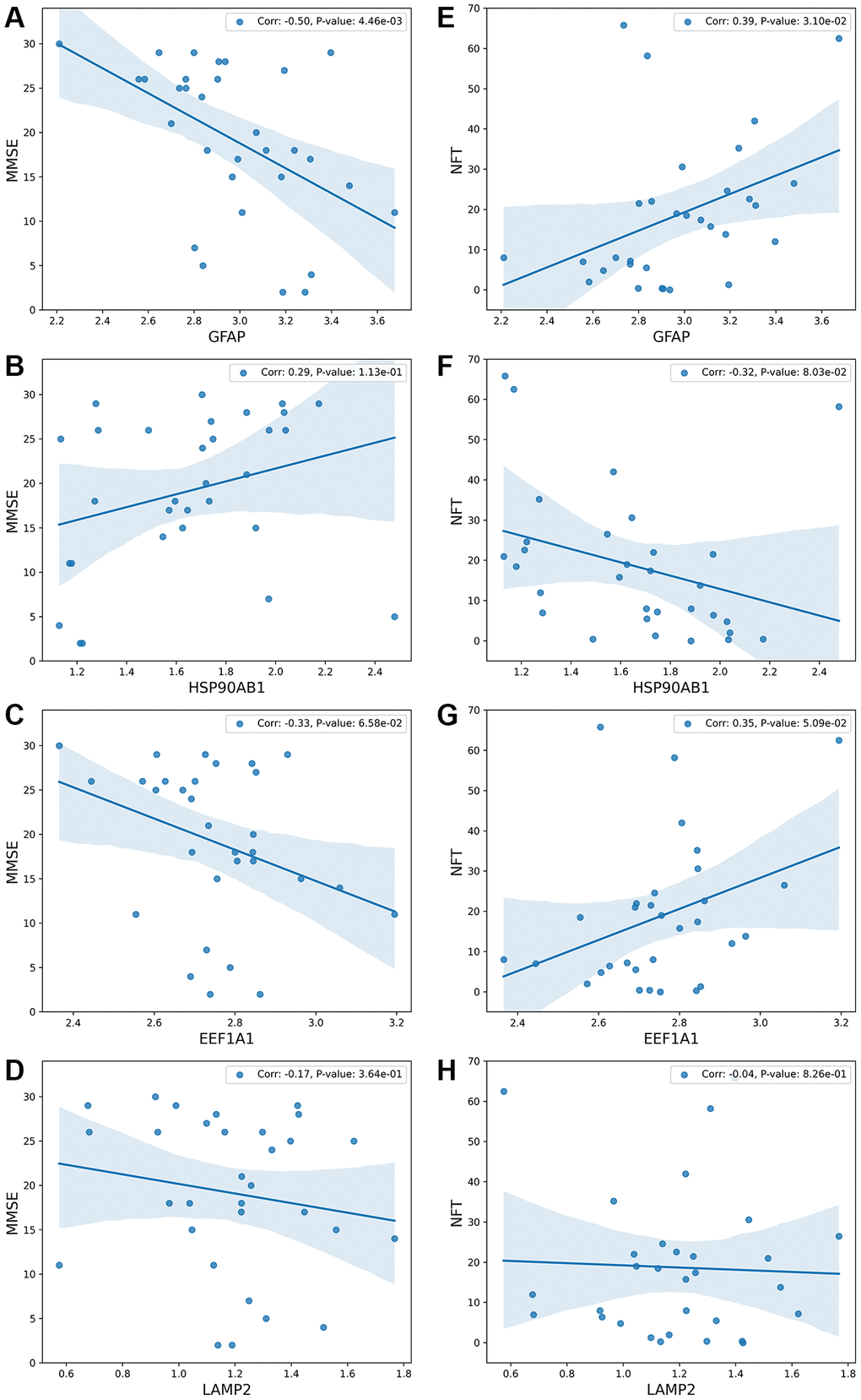 The relationship between the process of substrate translocation into lysosomes during CMA and dementia degree. (A–D) detail the correlation between gene expression levels and the Mini-Mental State Examination (MMSE) scores, which serve as a clinical measure of dementia severity, with lower MMSE scores indicating more severe dementia. The vertical axis denotes MMSE scores, while the horizontal axis captures gene expression levels. (E–H) explore the link between gene expression levels and the count of Neurofibrillary Tangles (NFTs), markers of neurodegeneration. The underlying molecular mechanism across these subfigures highlights that CMA’s role in degrading substrates—generally abnormal proteins—is triggered by substrate accumulation. Excessive accumulation of such proteins results in proteotoxicity, correlating with increased dementia severity. Subfigure B demonstrates that lower expression of HSP90AB1 aligns with reduced MMSE scores and heightened dementia severity. HSP90AB1 functions as an inhibitory protein; its reduced expression facilitates the unfolding of abnormal proteins, easing their entry into the LAMP2A complex and thus activating CMA. Consequently, lower levels of HSP90AB1 indicate enhanced CMA activity. Subfigures A and D show that higher expressions of GFAP or LAMP2 correlate with lower MMSE scores and increased dementia severity. The GFAP-LAMP2A complex is essential for delivering substrates to the lysosome, and its activation is prompted by the overaccumulation of abnormal proteins. The presence of more severe dementia suggests greater protein accumulation, leading to increased activity of the GFAP-LAMP2A complex and elevated expression of both GFAP and LAMP2. Upon completion of substrate delivery, the protein encoded by EEF1A1 disassociates GFAP, resetting the LAMP2A complex to its initial state, as depicted in subfigure C. Higher levels of EEF1A1, indicating lower MMSE scores and greater dementia, underscore its role in concluding the delivery process and reinstating CMA’s baseline functionality. Overall, the sensitivity of the process of substrate translocation into lysosomes during CMA to AD progression mirrors the degree of dementia, offering a reflective measure of dementia severity. This comprehensive analysis is further detailed in Conclusion and illustrated in Figure 6.