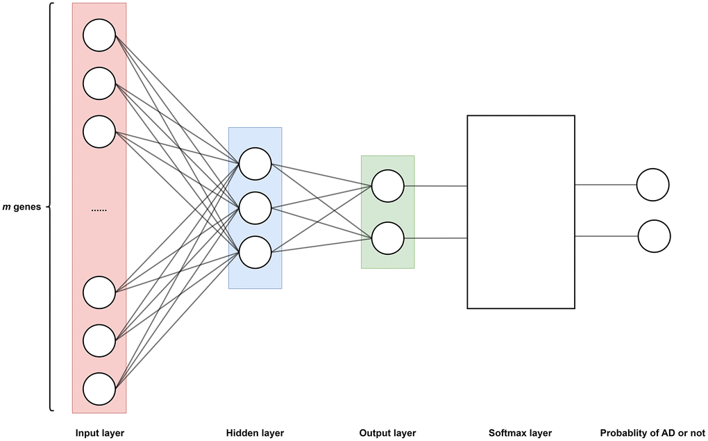 The neural network model determines the function f as shown in Equation 3, which is divided into an input layer (m neurons, m = 16782), a hidden layer (3 neurons), and an output layer (2 neurons). Where each neuron corresponds to a gene expression in a certain sample, thus a total of m genes corresponds to m neurons. Sigmoid function as an activation function in hidden layers. A Softmax layer is added to the output layer to transform the output of output layer to probability. Therefore, the output of function f represents the probability of having AD or not.