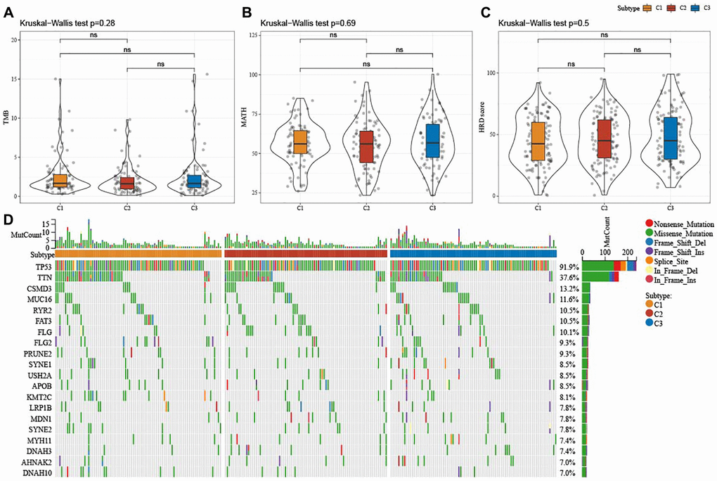 Mutation characteristics among ferroptosis-based subtypes in TCGA-OV cohort. (A–C) Alterations of TMB, mutant-allele tumor heterogeneity, and homologous recombination defects in TCGA-OV cohort. (D) Mutation frequencies of top 20 somatic mutations in TCGA-OV cohort. ns represents P > 0.05.