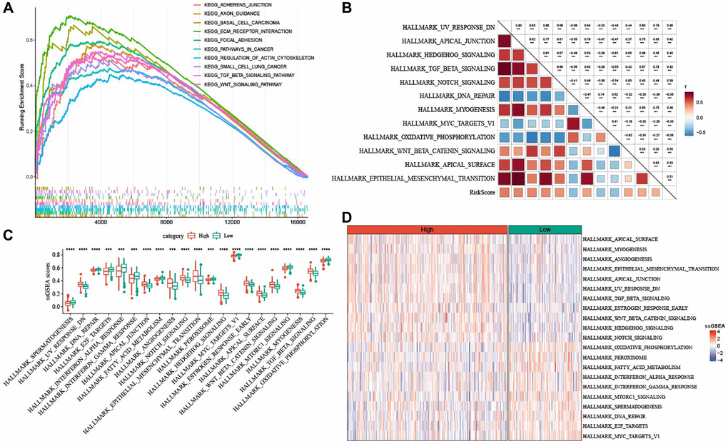 Pathway characteristics of high- and low-risk groups. (A) GSEA analysis between the two risk groups based on KEGG database. (B) Heatmap for the correlation between hallmark pathways and risk score. (C) Box plots of differential pathway ssGSEA scores between the two risk groups. (D) Heatmap of differential pathways between the two risk groups. ***P ****P 