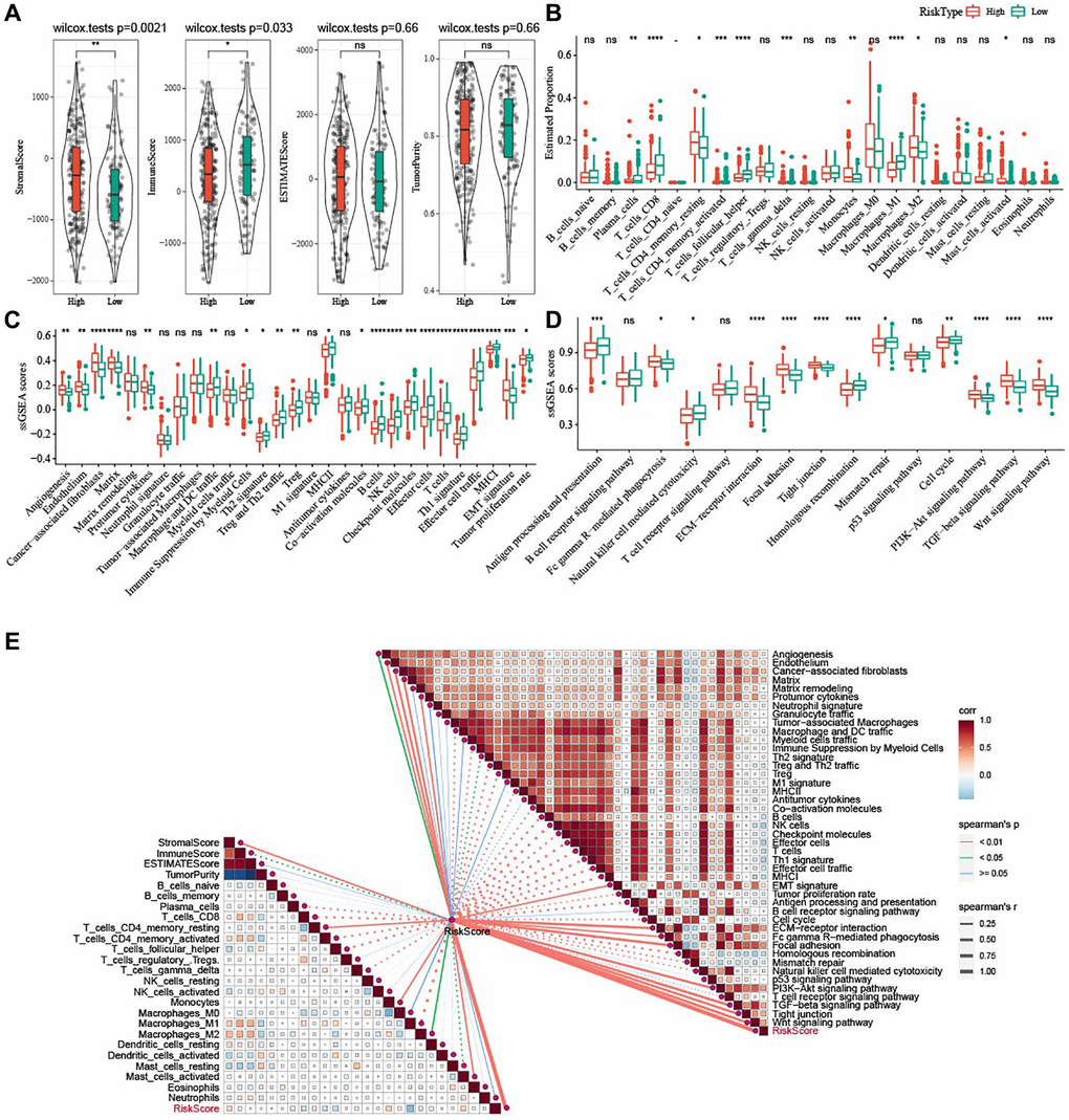 Potential immune characteristics of high- and low-risk groups. (A) Violin plots of ImmuneScore, StromalScore, ESTIMATEScore, and TumorPurity between the two risk groups in TCGA-OV cohort. (B) Box plots of 22 immune cells scores between the two risk groups in TCGA-OV cohort. (C) 29 TME-related gene signatures between the two risk groups in TCGA-OV cohort were shown in box plots. (D) 15 pathway-related gene signatures between high- and low-risk groups in TCGA-OV cohort were shown in box plots. (E) Correlation analysis between immune characteristics and risk score. nsP > 0.05; *P **P ***P ****P 
