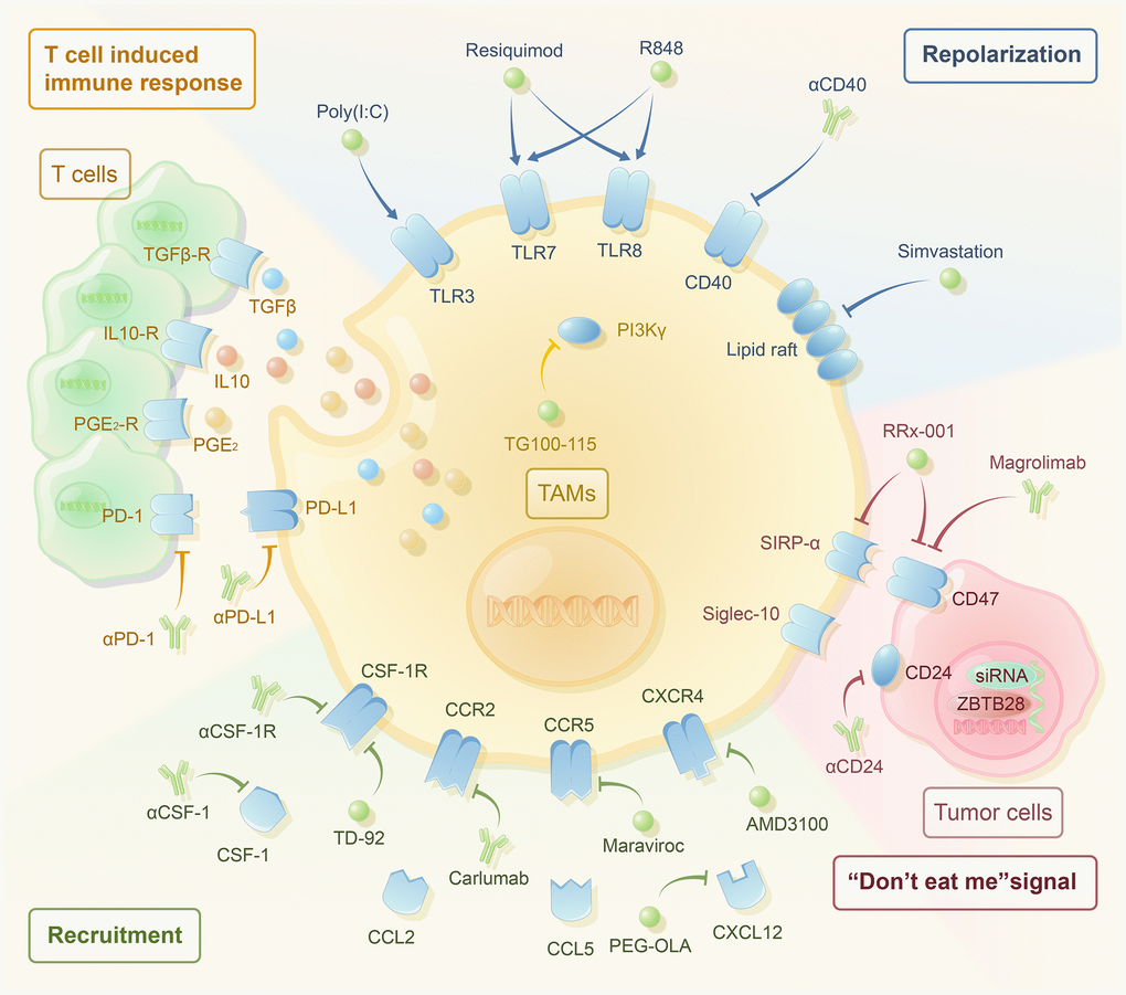 Targeting tumor-associated macrophages to reverse antitumor drug