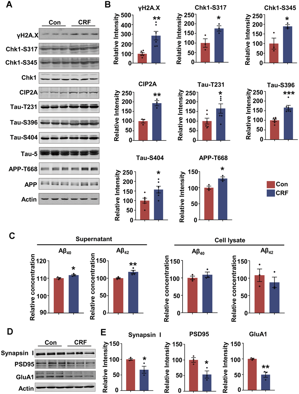 Stress hormone activates DNA damage-Chk1-CIP2A pathway, results in tau hyperphosphorylation, Aβ overproduction and synaptic impairments in primary neurons. (A–E) Primary neurons were treated with 100 nM corticotropin-releasing factor (CRF) for 24 hours. (A) Representative immunoblots of γH2A.X, Chk1-pS317, Chk1-pS345, Chk1, CIP2A, Tau-pT231, Tau-pS396, Tau-pS404, Tau-5 (total tau), APP-pT668, APP and β-actin. (B) Quantification of the relative protein levels; non-phosphorylated proteins such as γH2A.X and CIP2A were normalized to the β-actin levels; phosphorylated Chk1-pS317, Chk1-pS345, Tau-pT231, Tau-pS396, Tau-pS404 and APP-pT668 were normalized to corresponding total Chk1, tau (Tau-5) and APP respectively. n = 3 or n = 6 per group. (C) The relative concentration of Aβ40 and Aβ42 in supernatant and cell lysate of primary neurons detected by ELISA. n = 3 or n = 4 per group. (D) Representative immunoblots of Synapsin I, PSD95, GluA1 and β-actin. (E) Quantification of the relative protein levels, which were normalized to the β-actin levels. n = 3 per group. Data are presented as mean ± SEM. *P P P 