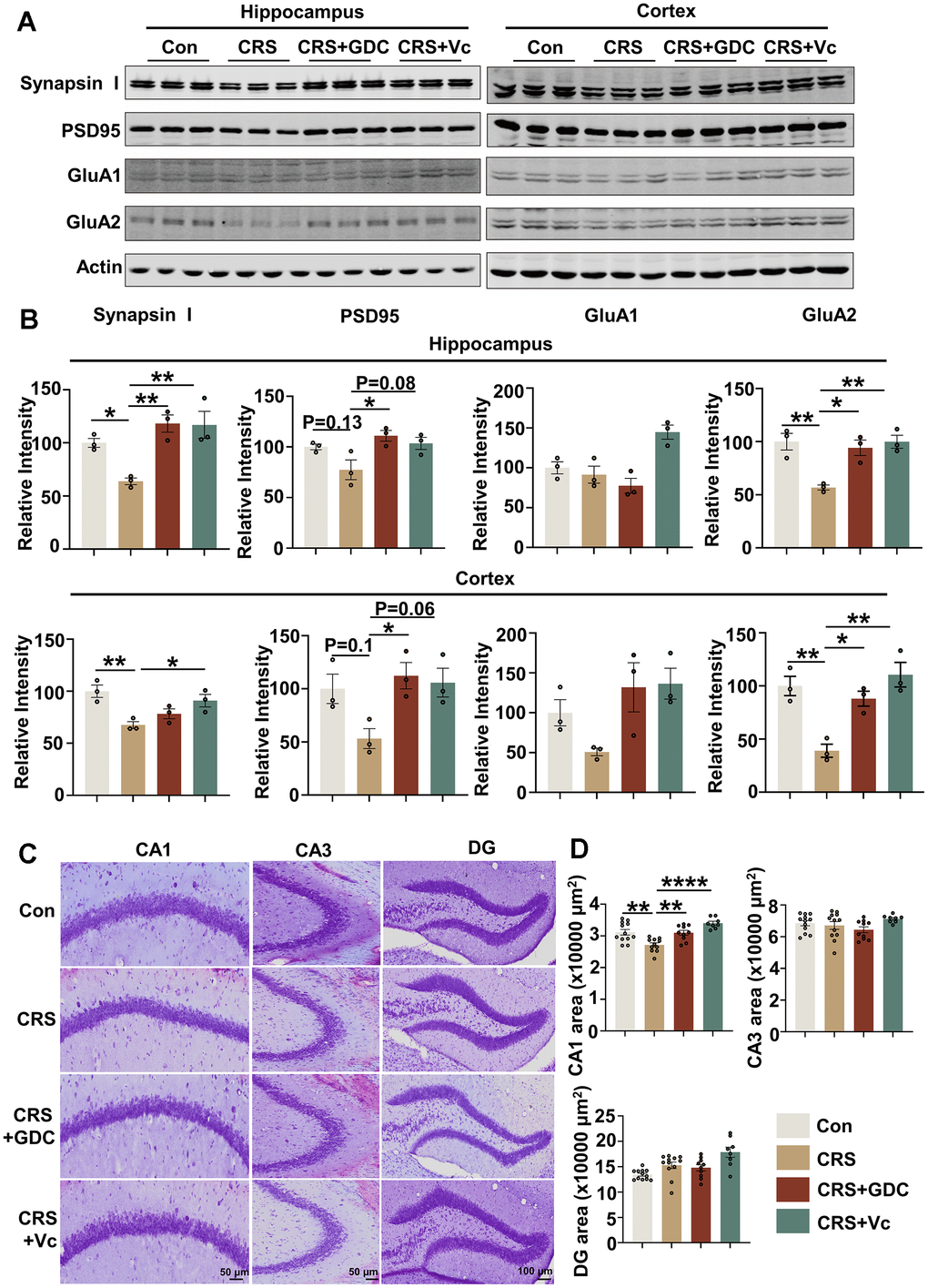 Vitamin C and Chk1 inhibitor rescue neuron loss and synaptic impairments in mice exposed to chronic stress. (A) Representative immunoblots of Synapsin I, PSD95, GluA1, GluA2, β-actin in hippocampus (left) and cortex (right) of mice in different groups. (B) Quantification of the relative protein expression levels, which were normalized to the β-actin levels. n = 3 per group. (C) Representative images of Nissl staining in the CA1, CA3 and DG region of mice hippocampus. Scale bar: 50 μm (CA1 and CA3) or 100 μm (DG). (D) The quantitative analysis of the area occupied by neurons in the CA1, CA3 and DG region. n = 8-11 per group. All data represent mean ± SEM, *PPP