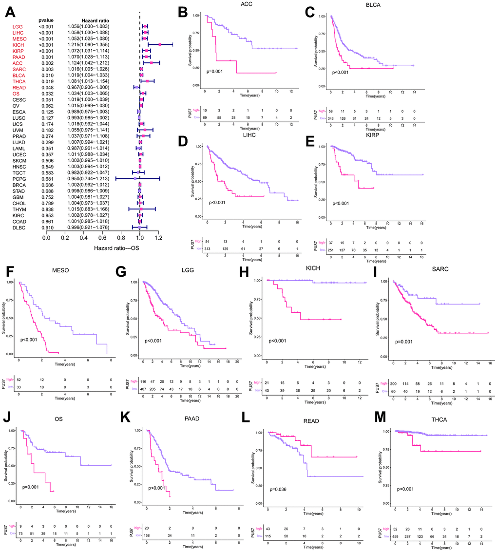 PUS7 prognostic value across cancers. (A) The forest plot exhibited the prognostic role of PUS7 in cancers obtained via the univariate Cox regression method. The cancer type in red indicates PUS7 as a risk factor with statistical significance. (B–M) Kaplan–Meier analysis of the association between PUS7 expression and OS.