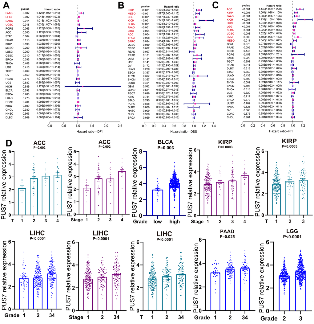 PUS7 expression positively correlated with tumor progression. (A) The forest plot exhibited the association between PUS7 expression and DFI (A), DSS (B), and PFI (C) in cancers. (D) Association between PUS7 expression and tumor stage, metastasis, grade, and size.