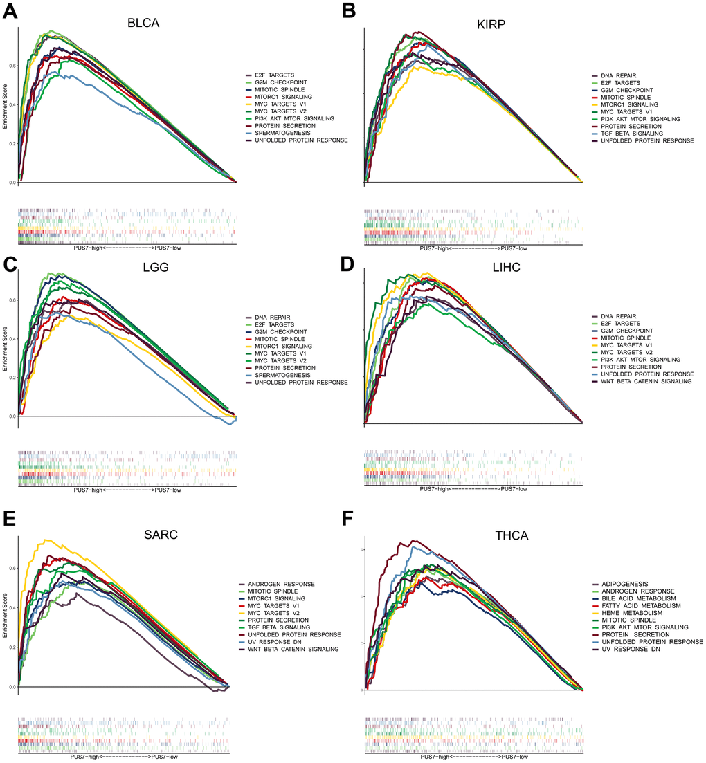 Gene set enrichment analysis (GSEA) based on the 50 cancer hallmarks. (A–F) The GSEA analysis between PUS7-high -low groups in BLCA, KIRP, LGG, LIHC, SARC, and THCA. Each panel on the left and right represents the enriched pathways of the PUS7-high and -low groups, respectively.