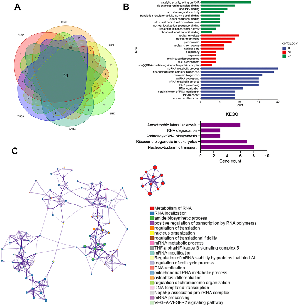 Analysis of PUS7-related regulatory pathways. (A) The intersecting genes which significantly correlated with DEGs were obtained using Spearman’s correlation analysis (p  0.4). (B) GO (top) and KEGG (bottom) analysis for the PUS7-related regulatory genes. (C) PUS7-related regulatory genes were mainly enriched in the mitotic cell cycle and DNA metabolic processes. The interactive network was constructed using the Meta scape online platform.