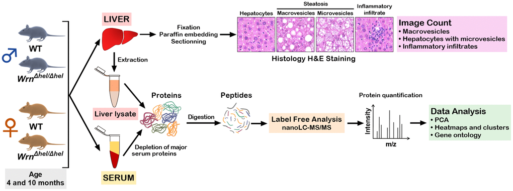 Experimental design of the study. Four males and four females at four and ten months of age were euthanized to collect the serum and the whole liver. For each animal, a part of the liver was used for histology analysis and another part was used for protein extraction and mass spectrometry analysis. The whole serum was depleted of abundant proteins before mass spectrometry analyses.