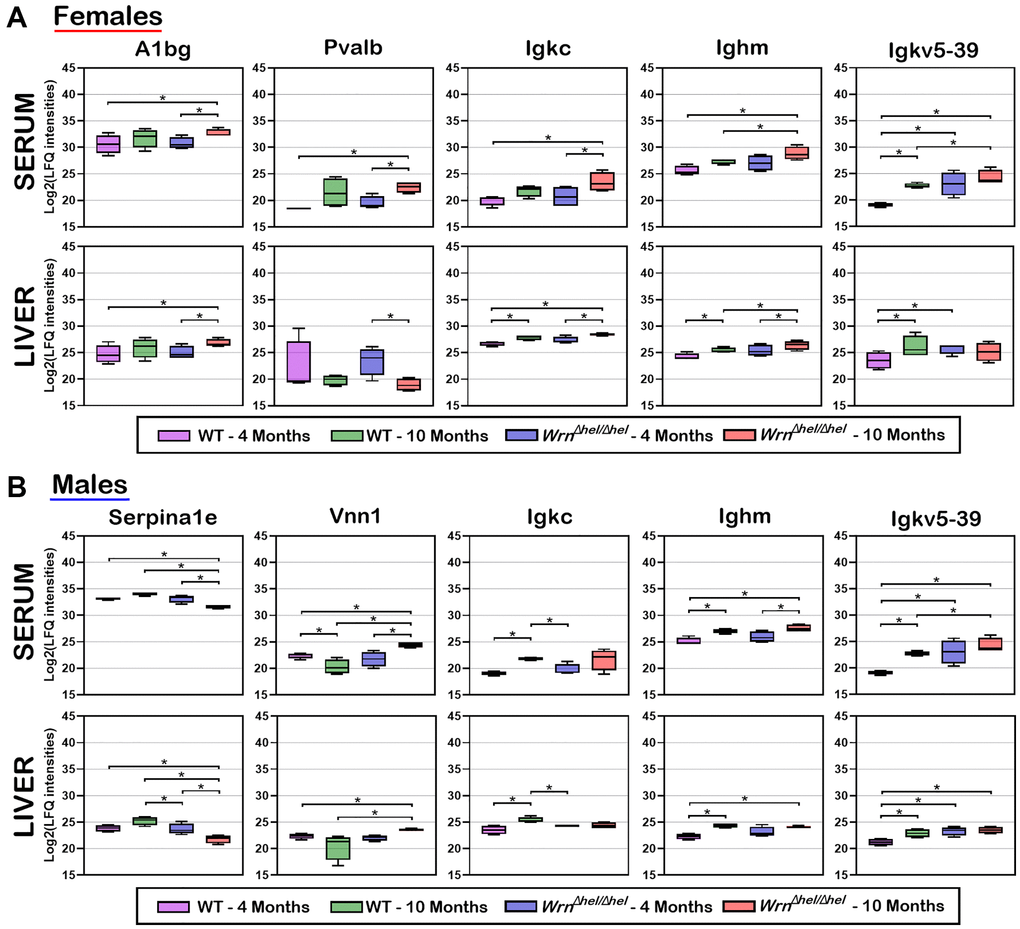 Box plots of protein LFQ intensities significantly altered between wild type and WrnΔhel/Δhel mice at four and ten months of age in both serum and liver samples. (A) Box plots of serum and liver proteins significantly altered in females. (B) Box plots of serum and liver proteins significantly altered in males. LFQ intensities are presented as log base 2 values. Significant differences between groups are indicated in each box plot. Proteins were considered significant between the indicated groups with a two-fold change, a limma p-value 1.96.