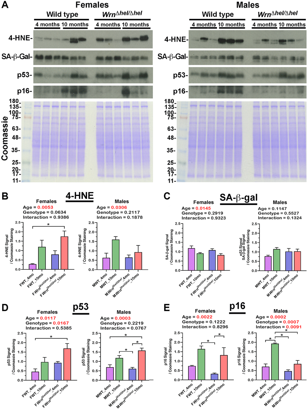 Immunoblot analyses of markers of lipid peroxidation and senescence in the liver of wild type and WrnΔhel/Δhel mice. (A) Examples of western blots showing the levels of 4-hydroxynonenal (4-HNE)-protein adducts, senescence-associated ß-galactosidase (SA-ß-gal), p53, and p16 proteins in both female and male groups. The lower panels show Coomassie staining of the gels. The numbers on the left of the Coomassie represent the molecular weights in kDa. (B) Ratio of the 4-HNE signal over Coomassie staining from the western blots. (C) Ratio of the SA-ß-gal signal over Coomassie staining from the western blots. (D) Ratio of the p53 signal over Coomassie staining from the western blots. (E) Ratio of the p16 signal over Coomassie staining from the western blots. All the graphs represent the mean of each group. Bars represent the SEM. Two-way ANOVA p-values for age, genotype, and the interaction (age x genotype) are indicated on top of each graph. Two-way ANOVA followed by Tukey’s multiple comparisons test p-value * in the graphs for each comparison. (N = 3 males or females per group).