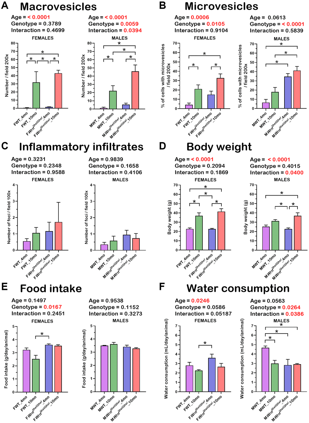 Histological features of the liver, body weight, food intake, and water consumption of wild type and WrnΔhel/Δhel mice at four and ten months of age. (A) Number of macrovesicles. (B) Percentage of hepatocytes with enlarged microvesicles. (C) Number of inflammatory infiltrates. (D) Body weight. (E) Food intake. (F) Water consumption. (A–D) N = four to six mice per group. (E, F) N = eight to twelve mice per group. All the graphs represent the mean of each group. Bars represent the SEM. Two-way ANOVA p-values for age, genotype, and the interaction (age x genotype) are indicated on top of each graph. (Two-way ANOVA followed by Tukey’s multiple comparisons test p-value * in the graphs for each comparison).