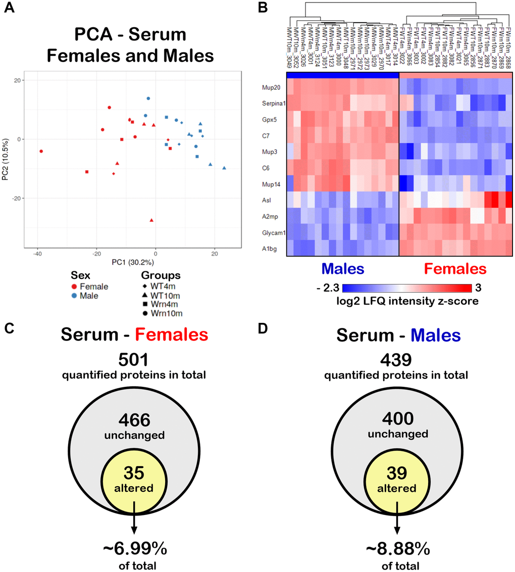 Impact of sexual dimorphism on the serum proteome profiles of wild type and WrnΔhel/Δhel mice at four and ten months of age. (A) Principal component analysis (PCA) graph of all wild type and WrnΔhel/Δhel mice at four and ten months of age. (B) Heatmap depicting the Z-score value of log base 2 of serum protein (rows) between individual (columns) wild type and WrnΔhel/Δhel that significantly separated females and males. (C) Venn diagram presenting the number of quantified proteins that were unchanged or altered between the different groups of females. (D) Venn diagram presenting the number of quantified proteins that were unchanged or altered between the different groups of males.