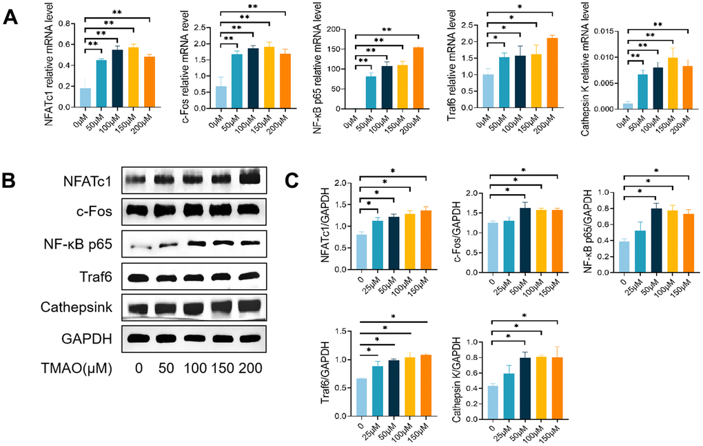 TMAO enhanced RANKL-induced osteoclast-associated gene expression. (A) TMAO enhanced osteoclast gene expression (n = 4 per group) as examined by real-time PCR. (B, C) TMAO enhanced NFATc1, c-Fos, Cathepsin K, NF-κB p65, and Traf6 protein expression as evaluated by Western blot (n = 3 per group). * p p 