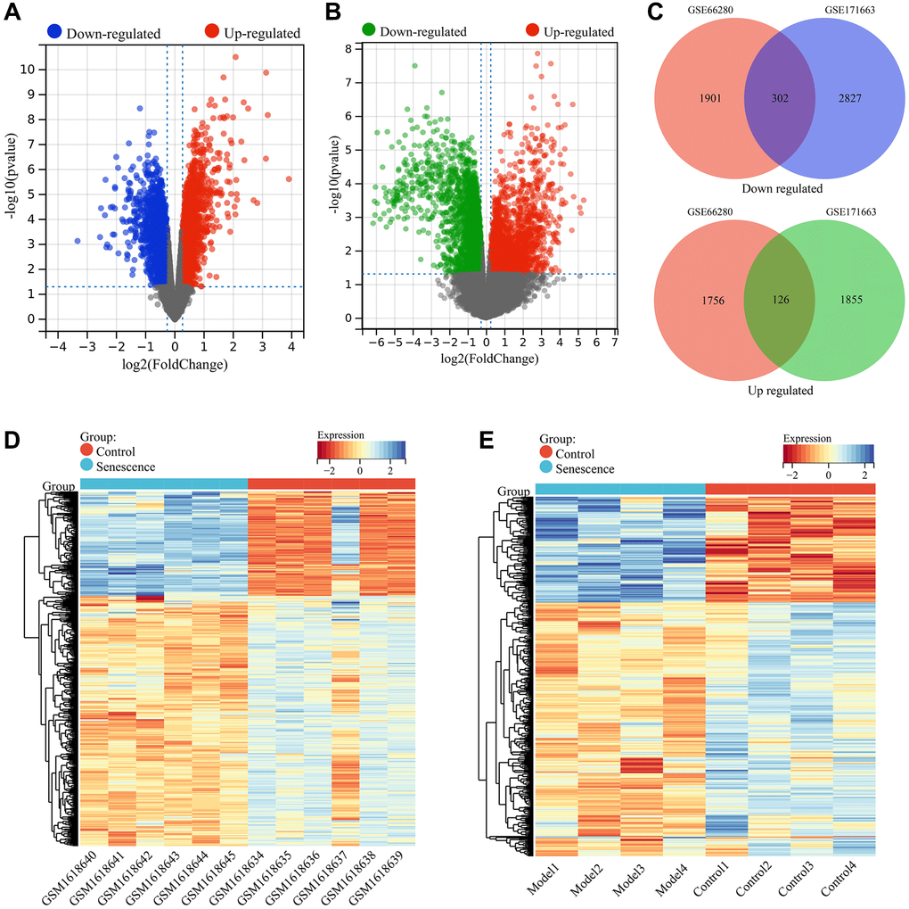 Screening of VSMC senescence-related genes. (A) Volcano plot showing differential expression analysis in the GSE66280 dataset. (B) Volcano plot showing differential expression analysis in the GSE171663 dataset. (C) Identification of commonly DEGs (VSMC senescence-related genes). (D) Heatmap of VSMC senescence-related genes expression in the GSE66280 dataset. (E) Heatmap of VSMC senescence-related genes expression in the GSE171663 dataset.