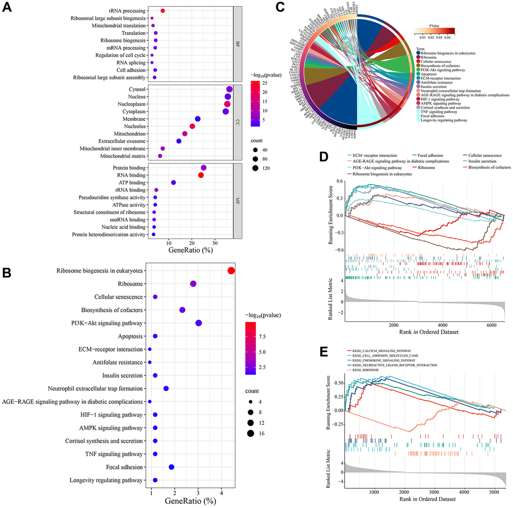 Enrichment analysis of VSMC senescence-related genes. (A) GO annotation. (B) KEGG pathway enrichment analysis. (C) The interaction of KEGG signaling pathways and their associated genes. (D) GSEA in the GSE66280 dataset. (E) GSEA in the GSE171663 dataset.