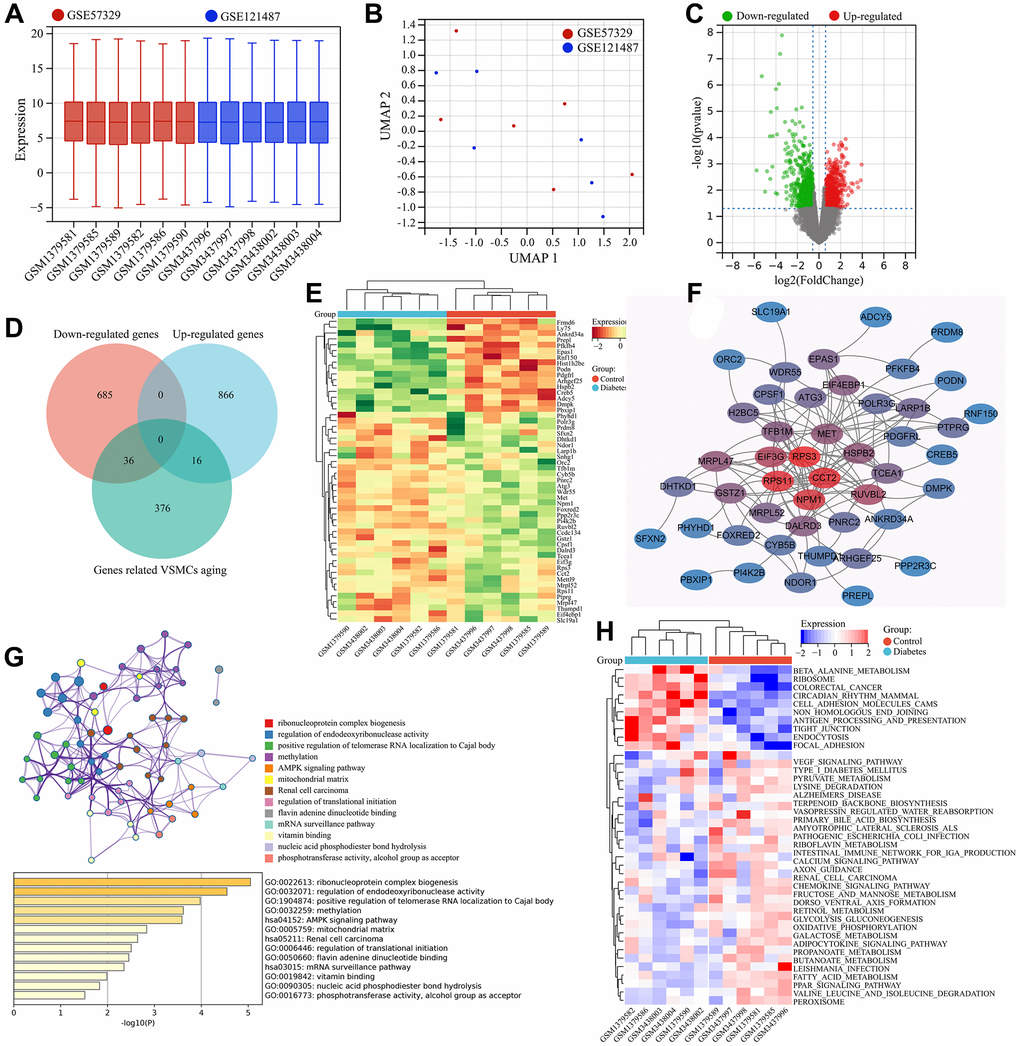 Screening and functional enrichment analysis of diabetic vascular aging-related genes. (A) Boxplots of gene expressions after the removal of inter-batch effect. (B) UMAP analysis after the removal of inter-batch effect. (C) Volcano plot of differential expression analysis. (D) Identification of common DEGs (diabetic vascular aging-related genes). (E) Heatmap of gene expression for diabetic vascular aging-related genes. (F) PPI analysis of diabetic vascular aging-related genes. (G) KEGG and GO enrichment analysis of diabetic vascular aging-related genes. (H) Heatmap of differentially expressed signaling pathways (GSVA).