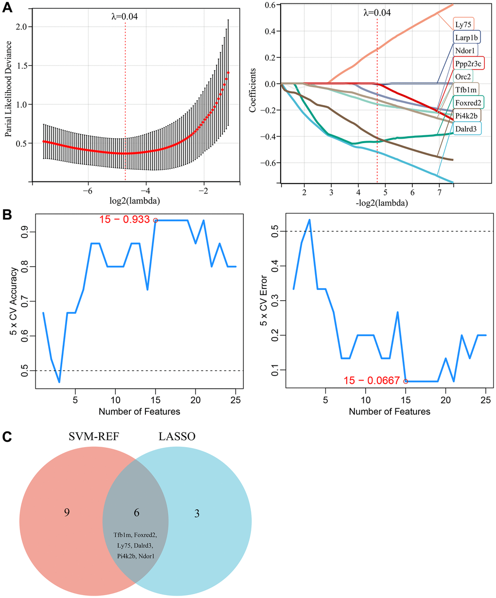 Selection of key genes based on machine learning. (A) LASSO regression model screened the candidate genes. (B) SVM-RFE algorithm screened the potential feature genes. (C) The Venn diagram showed the overlap of key genes between the above two machine learning algorithms.