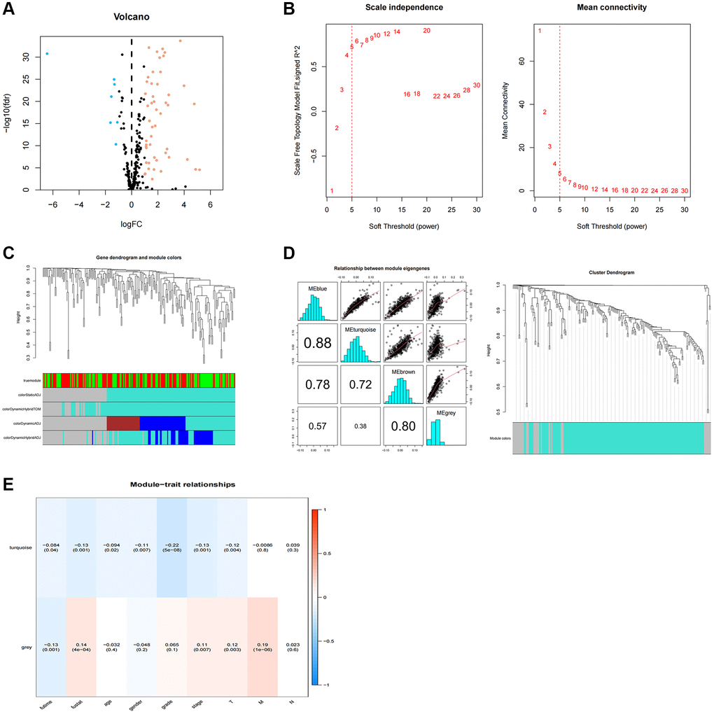 WGCNA analysis of differentially expressed telomerase-associated genes. (A) 256 TR-related genes in ccRCC. Yellow dots indicate up-regulated genes and blue dots indicate down-regulated genes. (B) Cluster analysis of samples. (C) Gene dendrogram and module colors. (D) Cluster-based gene dendrogram. (E) Correlations of modules with clinical phenotypes.