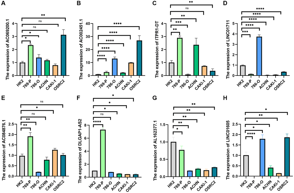 qRT-PCR was used to detect lncRNA expression levels in cancer cell risk models (HK2, 769-P, 786-O, ACHN, CAKI-1, and OSRC2). (A) AC069200.1; (B) AC002451.1; (C) ITPR1-DT; (D) LINC01711; (E) AC084876.1; (F) DLGAP1-AS2; (G) AL162377.1; (H) LINC01605. *p *p *p 