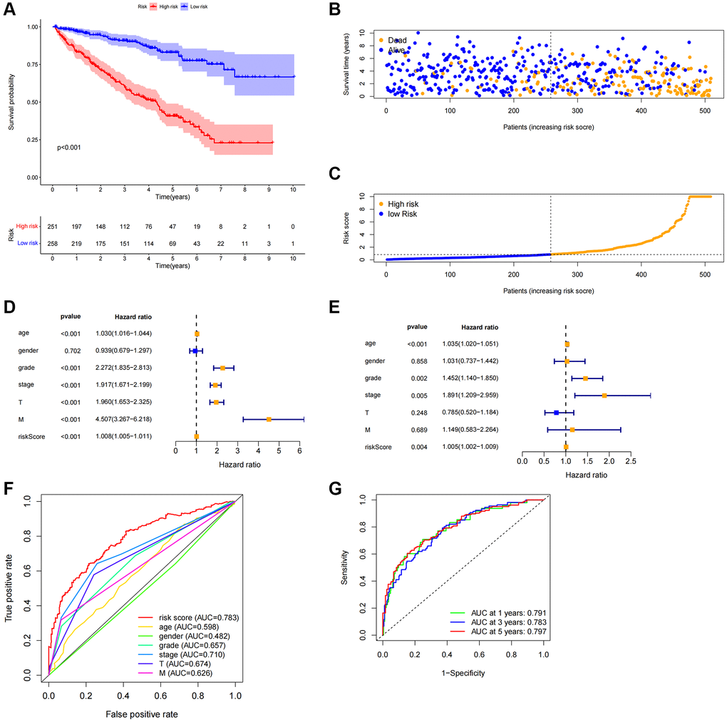 Correlation between predictive characteristics and prognosis of ccRCC patients. (A) Kaplan-Meier analysis of OS rate in patients with high and low risk. (B) Risk score distribution in patients with ccRCC. (C) The total number of patients with varying risk scores who died and survived. Red denotes the number of deaths, and blue is the number of survivors. (D) The univariate Cox regression analysis’s forest plot. (E) Multivariate Cox regression analysis’s forest plot. (F) Risk score and clinicopathological variable ROC curve. (G) The ROC curve and AUCs are used to estimate the survival rates of features after one, three, and five years. Abbreviations: ccRCC: renal clear cell carcinoma; OS: survival rate; ROC: receiver operating characteristic; AUC: area under the curve; T: tumor; M: metastasis.