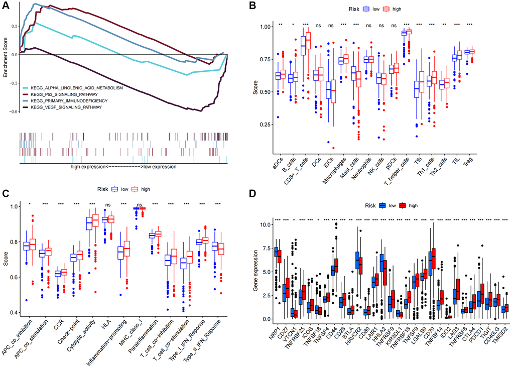 KEGG and immune infiltration analysis. (A) KEGG enrichment analysis. (B) 16 immune cell scores. (C) 13 immune-related function scores. (D) Expression of immune checkpoints in high- and low-risk populations. Abbreviations: KEGG: Kyoto Encyclopedia of Genes and Genomes ssGSEA; single-sample gene set enrichment analysis; aDCs: activated dendritic cells; iDCs: immature dendritic cells; NK: natural killer cells; pDCs: plasmacytoid dendritic cells; Tfh: T follicular helper cells; Th1: T helper type 1; Th2: T helper type 2; TIL: tumor-infiltrating lymphocytes; Treg: T regulatory cells; APC: antigen-presenting cells; CCR: chemokine receptor; HLA: human leukocyte antigen; MHC: major histocompatibility complex; IFN: interferon. *p *p **p 