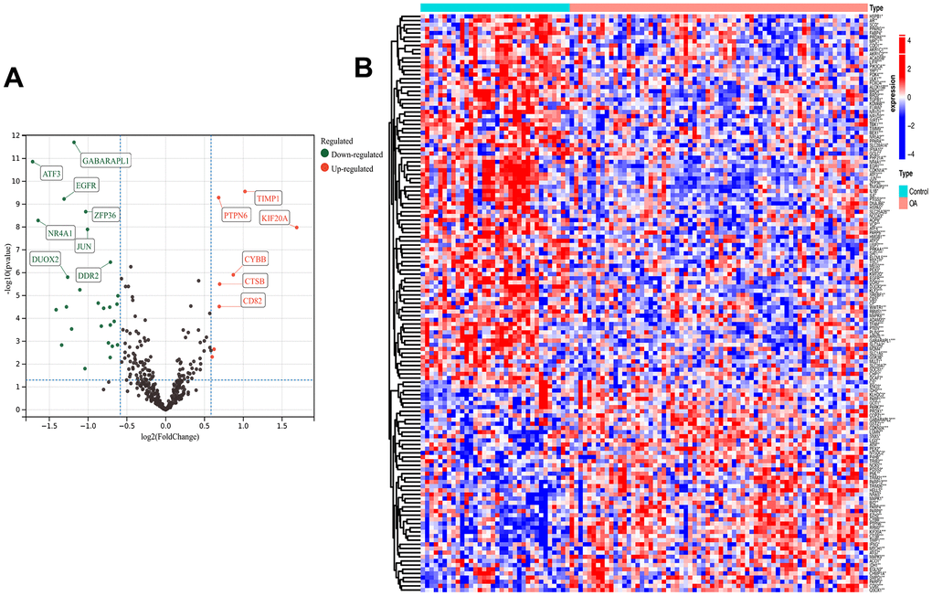 Differential analysis. Ferroptosis-related differentially expressed genes (FRGs) volcano plot (A) with log2FoldChange in the horizontal coordinate and -log10(P-value) in the vertical coordinate. Red nodes indicate upregulated FRGs, green nodes indicate downregulated FRGs, and black nodes indicate genes that are not significantly differentially expressed. Heat map (B) of ferroptosis-related DEG expression levels: p-value