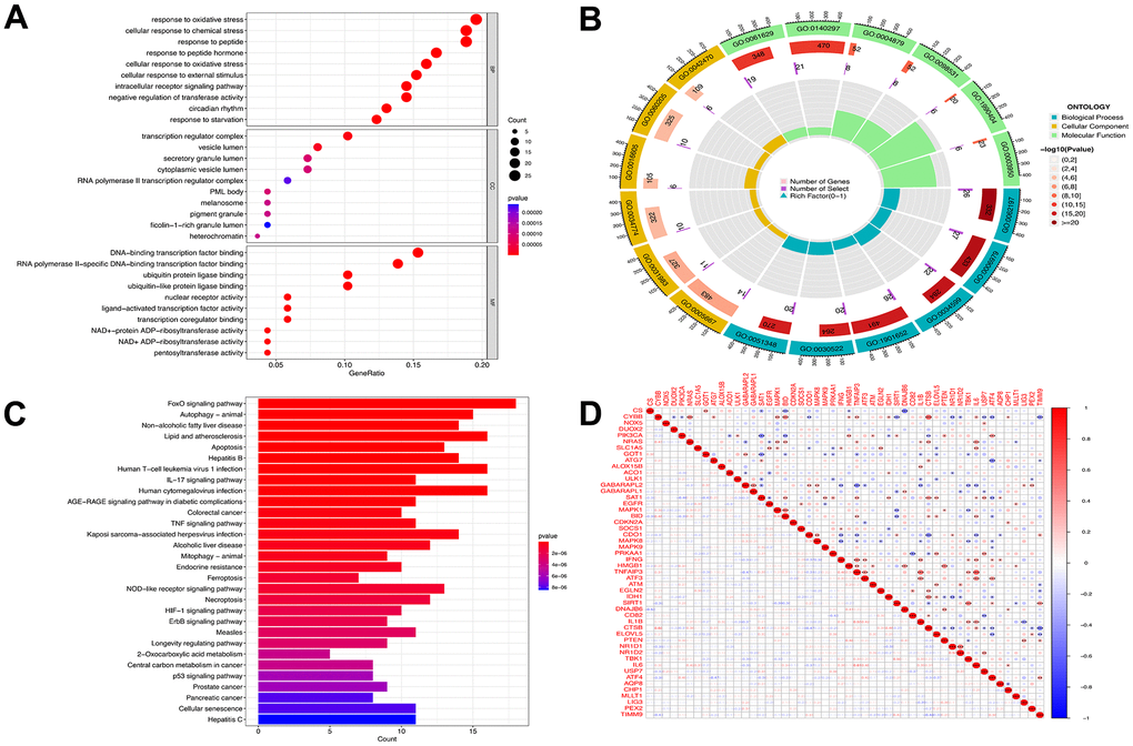 Functional analyses for the DE-FRGs. Bubble plot (A) of functional enrichment analysis including molecular functions (MF), cellular components (CC), and biological processes (BP), and circle plot (B) display. Results of the KEGG pathway analyses of the DE-FRGs with barplot (C). Differential genes correlation heat maps (D) plotted using the corrplot package, we found GABARAPL2 had a negative correlation with TNFAIP3, IL1B, TBK1, and IL6. TNFAIP3 was positively correlated with ATF3, IL1B, TBK1 and IL6. Blue represents a negative correlation, and red represents a positive correlation.