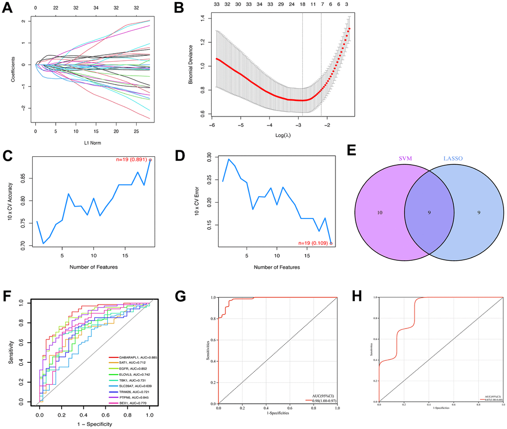 Construction of ferroptosis signature using machine learning algorithms. The LASSO coefficient profiles of the 9 co-expressional ferroptosis genes (A). The optimal lambda value was selected in the LASSO regression model based on 10-fold cross-validation (B). The line graph shows the cross-validated accuracy based on different numbers of ferroptosis genes in the SVM-RFE model (C and D). The 19 genes with the highest cross-validation accuracy (C) and the lowest error (D) were selected. Screening of nine key ferroptosis genes (E) using LASSO and SVM-RFE machine learning algorithms. ROC curves for the 9 marker genes (F). Logistic regression model to identify the AUC (G) of ferroptosis-related osteoarthritis samples. Model validation of disease diagnosis models in the independent validation dataset GSE82107 (H).