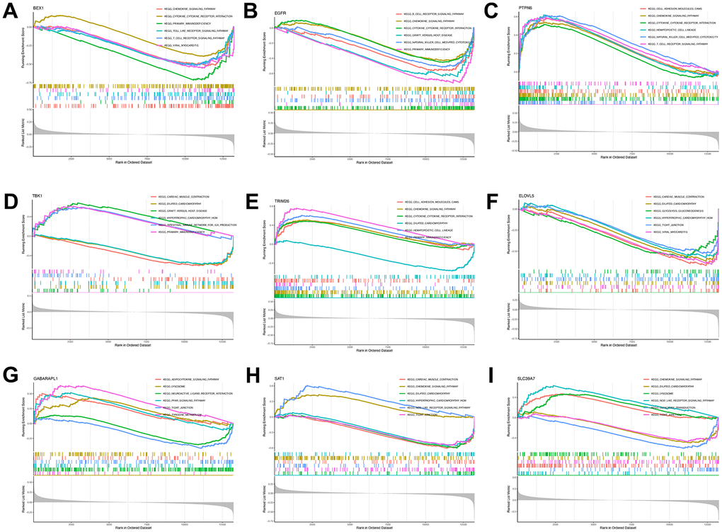 Single-gene GSEA-KEGG pathway analysis. BEX1 (A), EGFR (B), PTPN6 (C), TBK1 (D), TR1M26 (E), ELOVL5 (F), GABARAPL1 (G), SAT1 (H) and SLC39A7 (I).