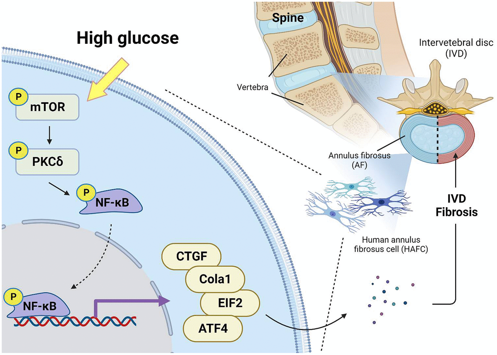 Schematic illustration showing signaling pathways involved in HG-facilitated fibrosis in IVDD. HG enhances fibrotic protein expression in HAFCs through mTOR, PKCδ and NF-κB pathways during IVDD progression.