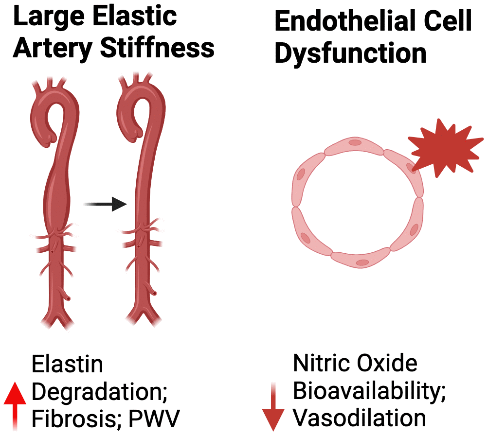 Mechanisms of peripheral vascular dysfunction. Abbreviations: PWV, pulse wave velocity.