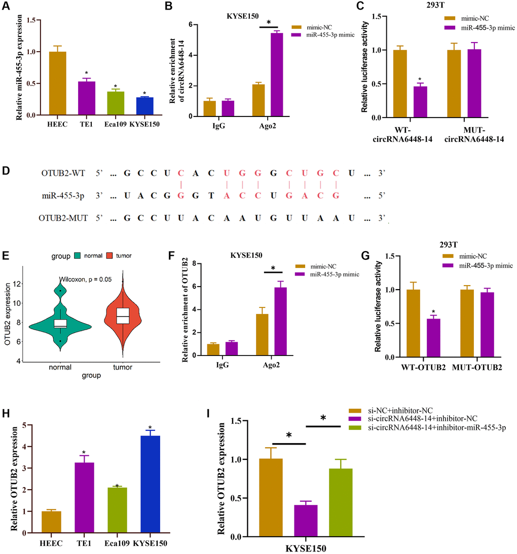 Functional relationship of circRNA6448-14/miR-455-3p/OTUB2 axis. (A) qRT-PCR detection of miR-455-3p expression in normal esophageal epithelial cell HEEC and ESCC cells TE1, Eca109, KYSE150. (B, C) RIP assay and dual luciferase assay were used to verify the binding relationship between circRNA6448-14 and miR-455-3p. (D) Binding site of miR-455-3p and OTUB2. (E) Expression of OTUB2 in ESCC and normal tissues. (F, G) RIP assay and dual luciferase assay were used to verify the binding relationship between miR-455-3p and OTUB2. (H) qRT-PCR detection of OTUB2 expression in normal esophageal epithelial cells HEEC and ESCC cells TE1, Eca109, KYSE150. (I) qRT-PCR detection of OTUB2 expression in different treatment groups. *P 