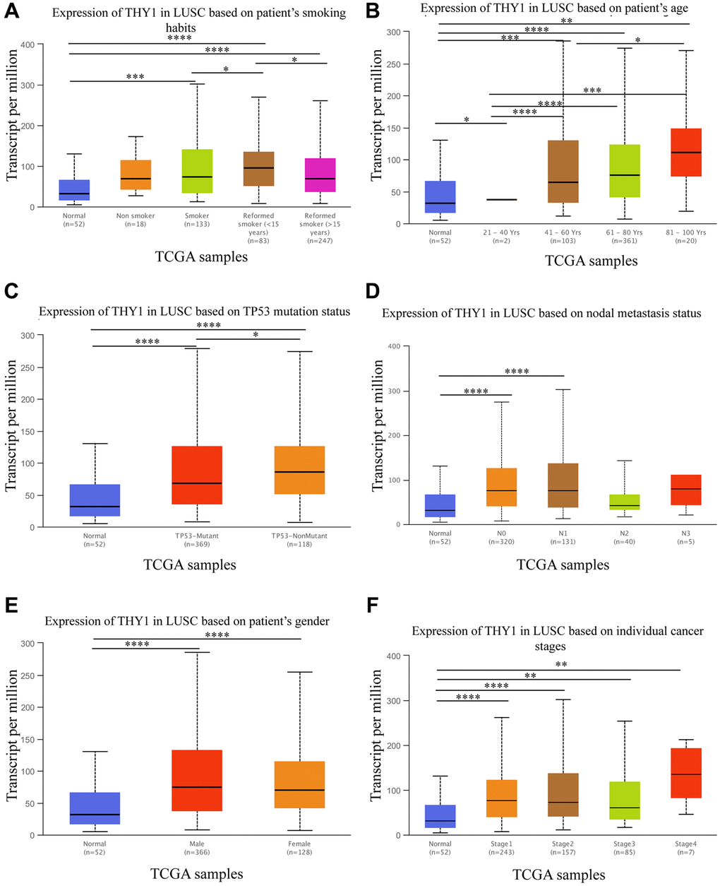 Relationships between THY1 expression and clinicopathological parameters in LUSC. (A–F) Relationships between THY1 expression and patient’s smoking habits, age, TP53 mutation status, nodal metastasis status, gender, and individual cancer stage in LUSC from UALCAN database. *P **P ***P ****P 