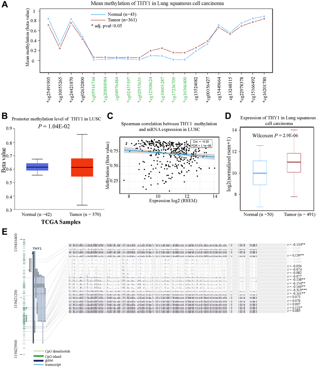 The methylation level of THY1 in LUSC and normal tissues. (A) Mean methylation level of THY1 in LUSC and normal tissues regarding different probes using the TCGA Wander. (B) Promoter methylation level of THY1 in LUSC using UALCAN. (C) Relationships between THY1 methylation and mRNA expression in LUSC using GSCA. (D) Expression level of THY1 in LUSC and normal tissues using TCGA Wander. (E) Relationships between different THY1 CpG islands methylation and THY1 expression using MEXPRESS. *P **P ***P 