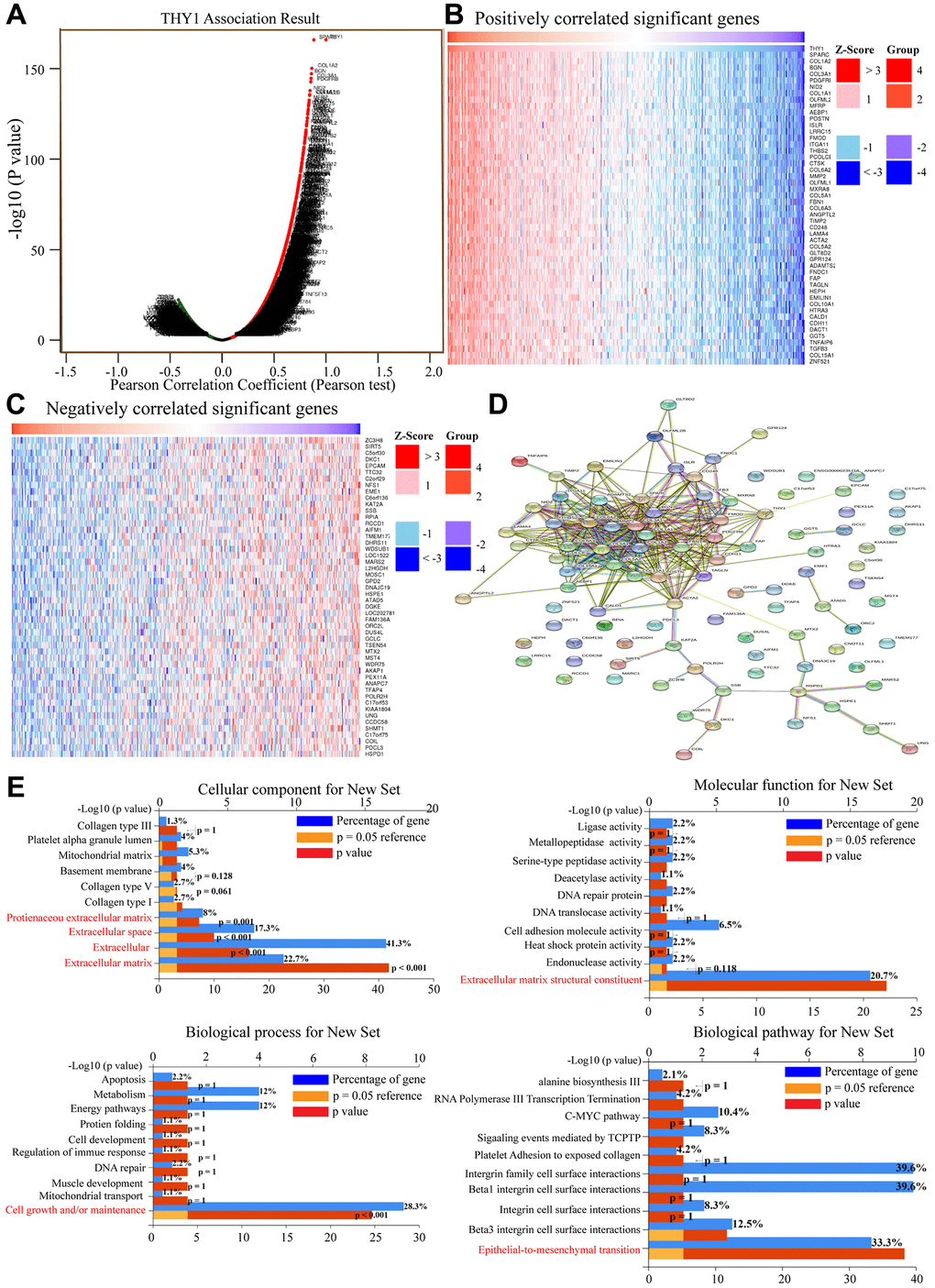 Functional enrichment analysis of correlated genes of THY1 in LUSC. (A) Genes that positively or negatively correlated with THY1 in LUSC measured by Pearson test in LinkedOmics. (B) Heatmap of positively correlated genes of THY1 in LUSC. (C) Heatmap of negatively correlated genes of THY1 in LUSC. (D) Protein-protein interactive network of top correlated genes constructed by STRING. (E) Functional enrichment analysis of these top correlated genes regarding cellular component, molecular function, biological process, and biological pathway using FunRich 3.v.13.