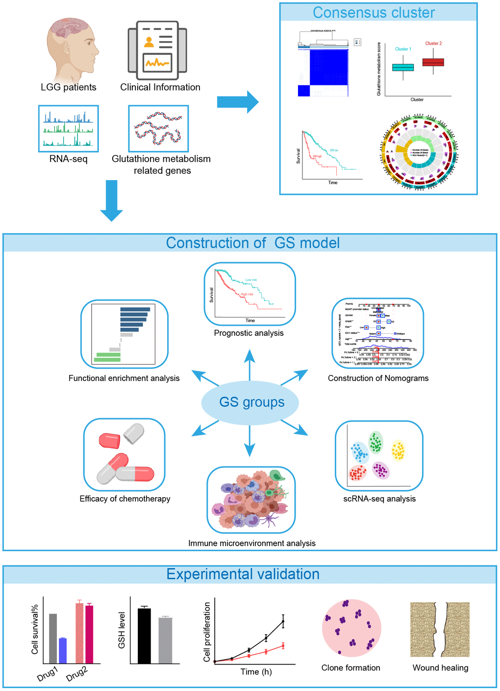 The flowchart of the study.