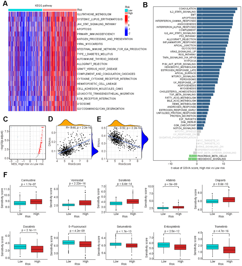 Biological processes associated with GMRGs-based risk score. (A) Gene set variation analysis (GSVA) depicts KEGG pathway activity differences between high-risk and low-risk groups. (B) GSVA reveals activity variation in 50 signature pathways between high-risk and low-risk groups. (C) Gene Set Enrichment Analysis (GSEA) illustrates normalized enrichment score (NES) for oncogenic signature gene sets between the high-risk and low-risk groups. (D, E) Correlation analysis of GS and tumor stem cell index based on DNAss (D) and RNAss (E). (F) Estimation of chemotherapy response for 10 potential therapeutic drugs between high-risk and low-risk groups.
