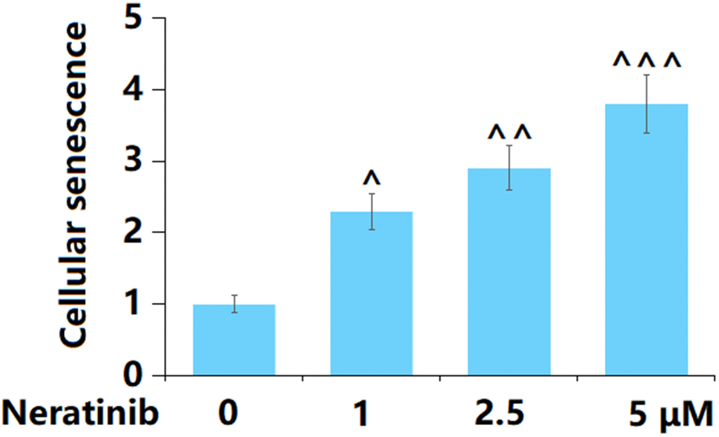 Neratinib stimulated cellular senescence in AU565 cells. Cells were stimulated with Neratinib (1, 2.5, 5 μM) for 14 days. The SA-β-Gal assay was used to assess cellular senescence (^, ^^, ^^^, P