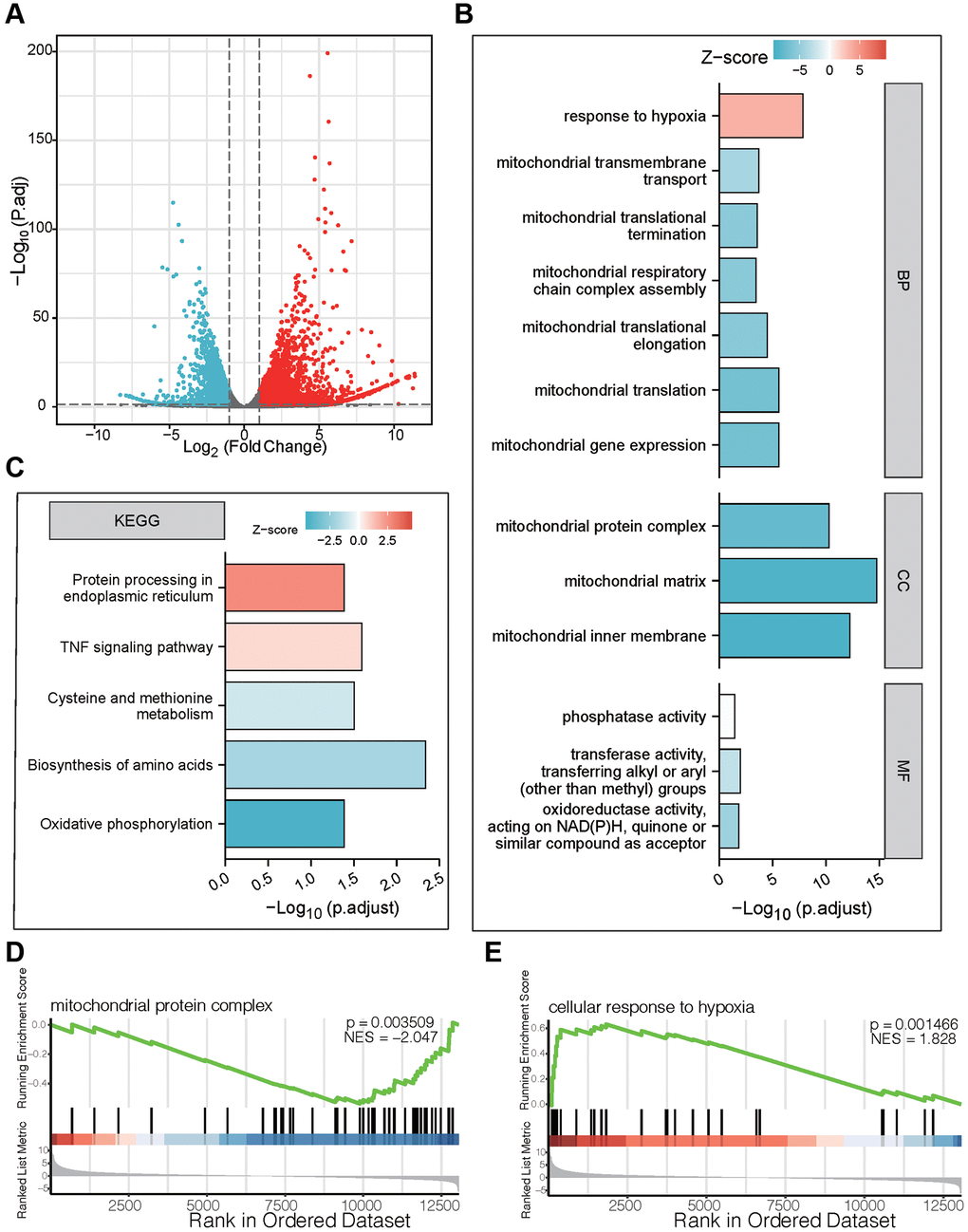 Functional enrichment analysis of DEGs after treatment of bufotalin according to RNA-seq in U87 cells. (A) volcano plot. (B) GO enrichment analysis of downregulated DEGs. (C) KEGG enrichment analysis of upregulated DEGs. (D, E) GSEA enrichment analysis between the control group and the bufotalin group.