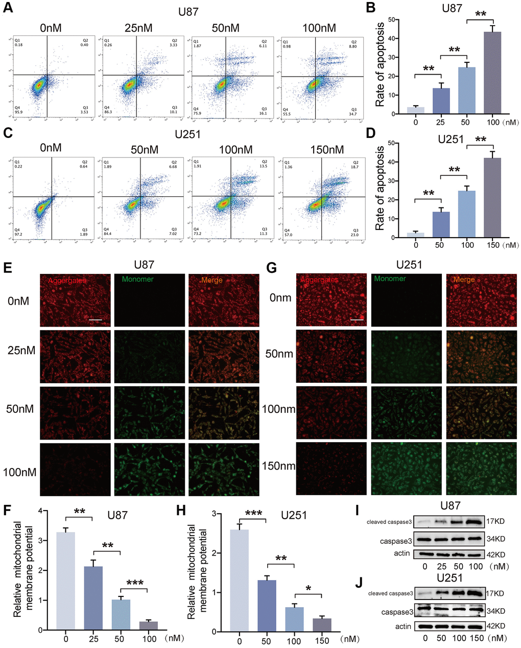 Bufotalin induced GBM cells apoptosis in vitro. (A–D) Cell apoptosis was measured by flow cytometry. U87 and U251 cells were treated with bufotalin for 24 h. (E–H) The changes in ΔΨm were monitored by JC-1 staining. (I, J) The expression levels of cleaved caspase-3 and caspase-3 were analyzed by western blot. Data are the mean ± SD of triplicate samples. The bar of the fluorescence image is shown in the figure. Significant differences compared with the control are indicated by *p **p ***p 